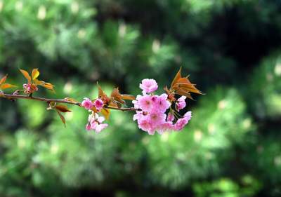 Japońska, wiśniowa aleja w Krakowie znów kwitnie. Nie potrwa to długo - zdjęcie 7