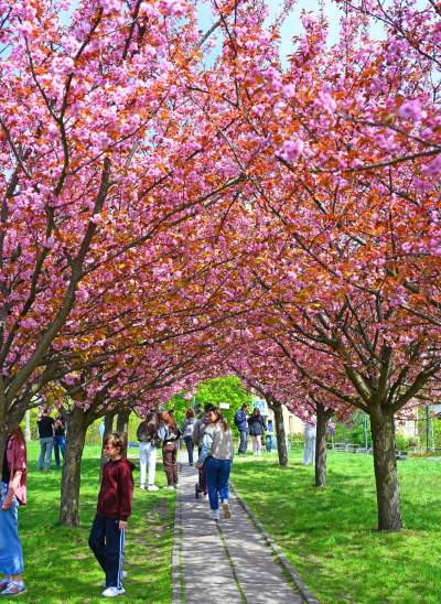Japońska, wiśniowa aleja w Krakowie znów kwitnie. Nie potrwa to długo - zdjęcie 33