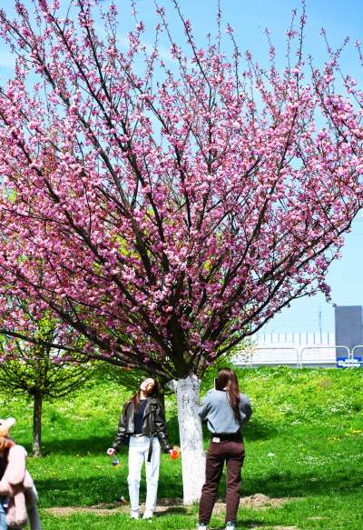 Japońska, wiśniowa aleja w Krakowie znów kwitnie. Nie potrwa to długo - zdjęcie 26