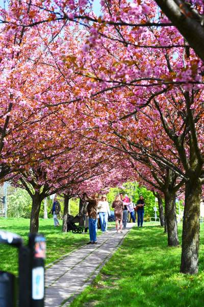 Japońska, wiśniowa aleja w Krakowie znów kwitnie. Nie potrwa to długo - zdjęcie 23