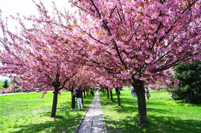 Japońska, wiśniowa aleja w Krakowie znów kwitnie. Nie potrwa to długo - zdjęcie 8
