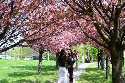 Japońska, wiśniowa aleja w Krakowie znów kwitnie. Nie potrwa to długo - zdjęcie 17