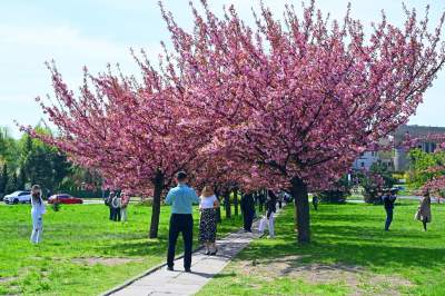 Japońska, wiśniowa aleja w Krakowie znów kwitnie. Nie potrwa to długo - zdjęcie 3
