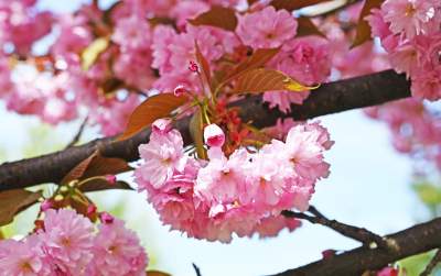 Japońska, wiśniowa aleja w Krakowie znów kwitnie. Nie potrwa to długo - zdjęcie 41