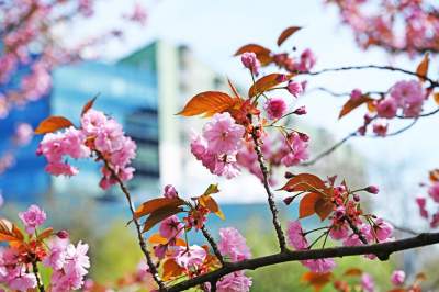 Japońska, wiśniowa aleja w Krakowie znów kwitnie. Nie potrwa to długo - zdjęcie 35