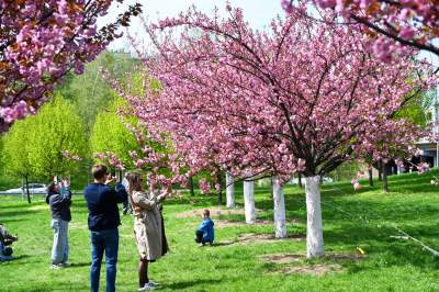 Japońska, wiśniowa aleja w Krakowie znów kwitnie. Nie potrwa to długo - zdjęcie 11