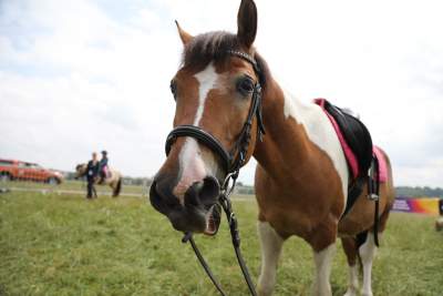 Taka sytuacja na Błoniach, a w sąsiedztwie rowerowe szaleństwo - zdjęcie 2