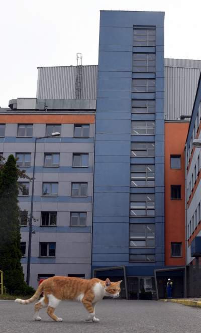 Wielkie malowanie wielkiego - największego - komina - zdjęcie 13