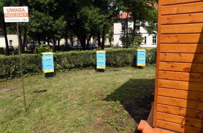 W tym domku pacjentów leczą pszczoły. Pierwsze takie miejsce w Krakowie - zdjęcie 7