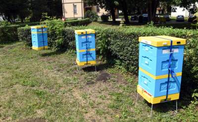 W tym domku pacjentów leczą pszczoły. Pierwsze takie miejsce w Krakowie - zdjęcie 9