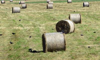 Taka sytuacja na Błoniach: ostatnie sianokosy - zdjęcie 13