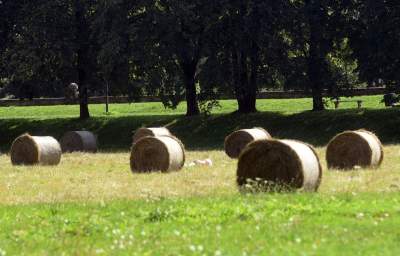 Taka sytuacja na Błoniach: ostatnie sianokosy - zdjęcie 3