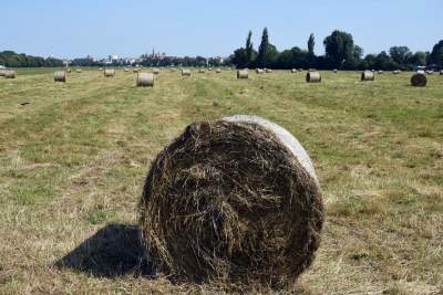 Taka sytuacja na Błoniach: ostatnie sianokosy - zdjęcie 8