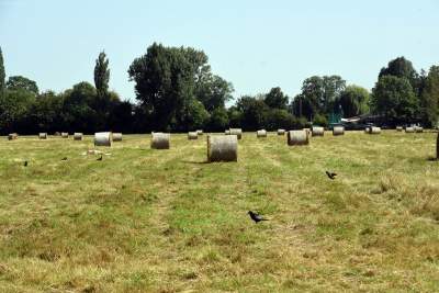 Taka sytuacja na Błoniach: ostatnie sianokosy - zdjęcie 10