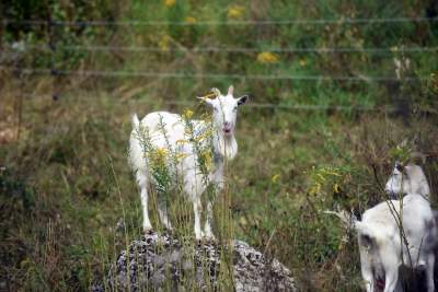 Zatrudnili kozy do utrzymania zieleni w pięknej podkrakowskiej dolinie... - zdjęcie 6