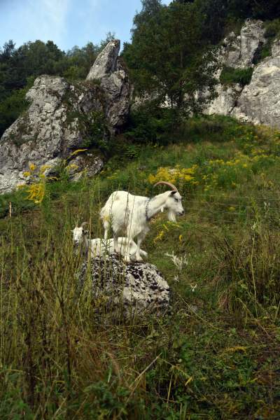 Zatrudnili kozy do utrzymania zieleni w pięknej podkrakowskiej dolinie... - zdjęcie 8