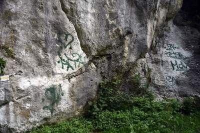 Zatrudnili kozy do utrzymania zieleni w pięknej podkrakowskiej dolinie... - zdjęcie 3