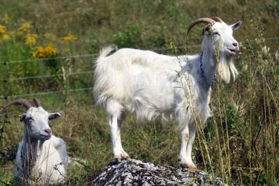 Zatrudnili kozy do utrzymania zieleni w pięknej podkrakowskiej dolinie... - zdjęcie 12