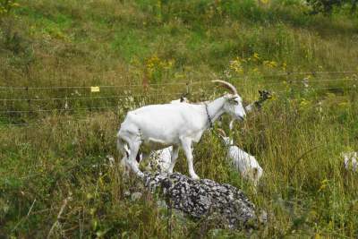Zatrudnili kozy do utrzymania zieleni w pięknej podkrakowskiej dolinie... - zdjęcie 14