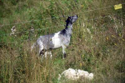 Zatrudnili kozy do utrzymania zieleni w pięknej podkrakowskiej dolinie... - zdjęcie 9