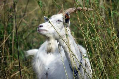 Zatrudnili kozy do utrzymania zieleni w pięknej podkrakowskiej dolinie... - zdjęcie 11