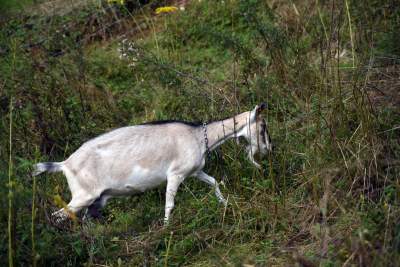 Zatrudnili kozy do utrzymania zieleni w pięknej podkrakowskiej dolinie... - zdjęcie 10