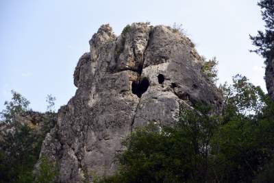 Zatrudnili kozy do utrzymania zieleni w pięknej podkrakowskiej dolinie... - zdjęcie 4