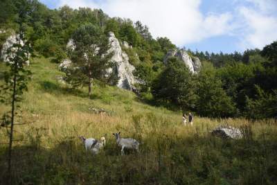 Zatrudnili kozy do utrzymania zieleni w pięknej podkrakowskiej dolinie... - zdjęcie 21