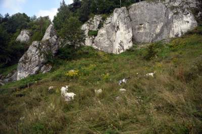 Zatrudnili kozy do utrzymania zieleni w pięknej podkrakowskiej dolinie... - zdjęcie 7