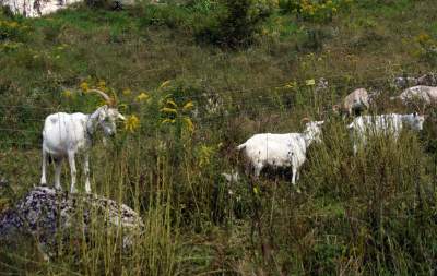 Zatrudnili kozy do utrzymania zieleni w pięknej podkrakowskiej dolinie... - zdjęcie 15