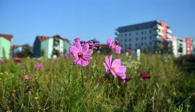 Park Reduta: zaprojektowany razem z mieszkańcami - zdjęcie 34
