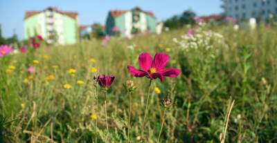 Park Reduta: zaprojektowany razem z mieszkańcami - zdjęcie 35