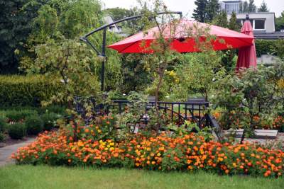 Wyjątkowy ogród: rośliny biblijne i... in vitro - zdjęcie 17