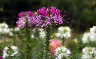 Wyjątkowy ogród: rośliny biblijne i... in vitro - zdjęcie 5
