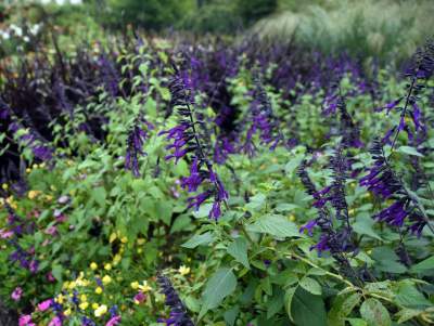 Wyjątkowy ogród: rośliny biblijne i... in vitro - zdjęcie 8