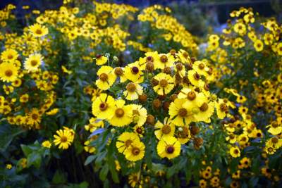 Wyjątkowy ogród: rośliny biblijne i... in vitro - zdjęcie 11