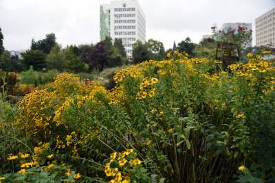 Wyjątkowy ogród: rośliny biblijne i... in vitro - zdjęcie 20