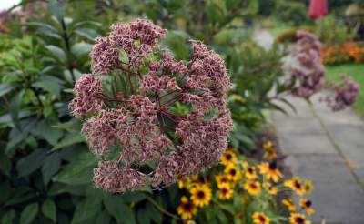 Wyjątkowy ogród: rośliny biblijne i... in vitro - zdjęcie 13