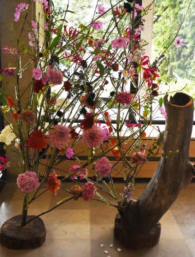 Wyjątkowy ogród: rośliny biblijne i... in vitro - zdjęcie 26