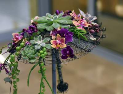 Wyjątkowy ogród: rośliny biblijne i... in vitro - zdjęcie 22