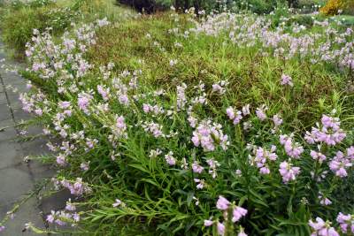 Wyjątkowy ogród: rośliny biblijne i... in vitro - zdjęcie 2