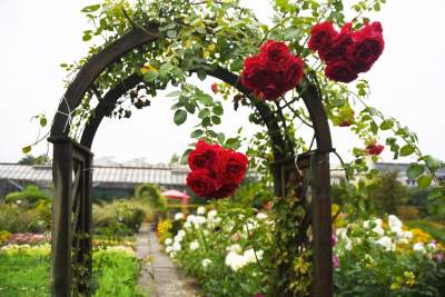 Wyjątkowy ogród: rośliny biblijne i... in vitro - zdjęcie 15