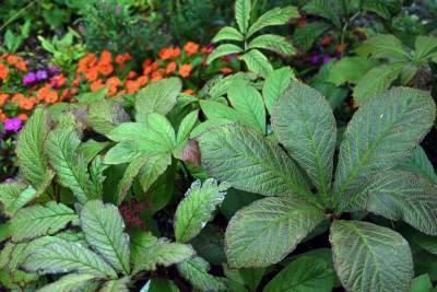 Wyjątkowy ogród: rośliny biblijne i... in vitro - zdjęcie 16