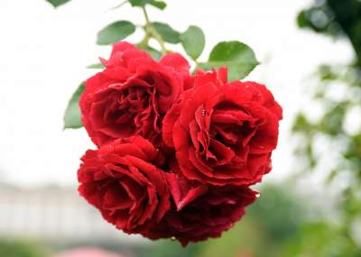 Wyjątkowy ogród: rośliny biblijne i... in vitro - zdjęcie 14