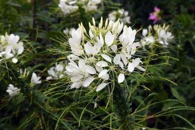 Wyjątkowy ogród: rośliny biblijne i... in vitro - zdjęcie 3