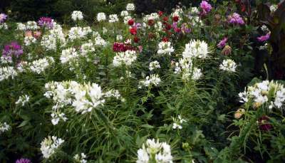 Wyjątkowy ogród: rośliny biblijne i... in vitro - zdjęcie 7