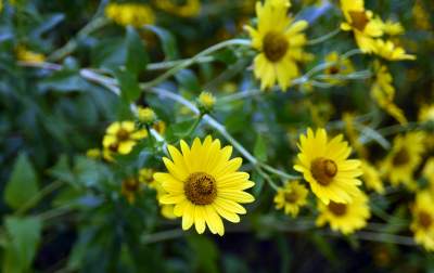 Wyjątkowy ogród: rośliny biblijne i... in vitro - zdjęcie 10