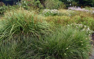 Wyjątkowy ogród: rośliny biblijne i... in vitro - zdjęcie 4
