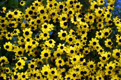 Wyjątkowy ogród: rośliny biblijne i... in vitro - zdjęcie 6