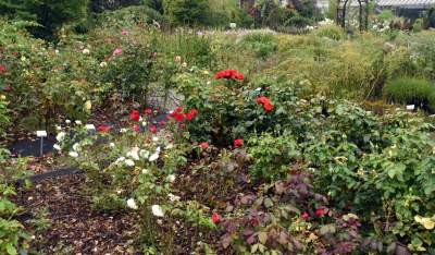 Wyjątkowy ogród: rośliny biblijne i... in vitro - zdjęcie 1